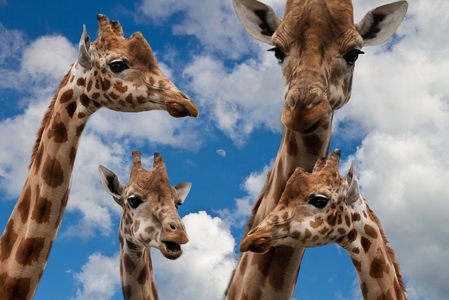 Girafsliber: Hvordan forskning og videnskab bidrager til at beskytte truede giraffearter